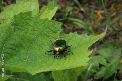 Green bug insect on green leaf © mizlatic