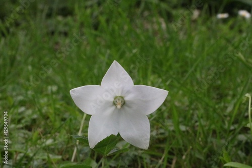 Beautiful white flower