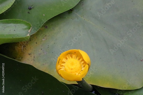 Yellow water lily