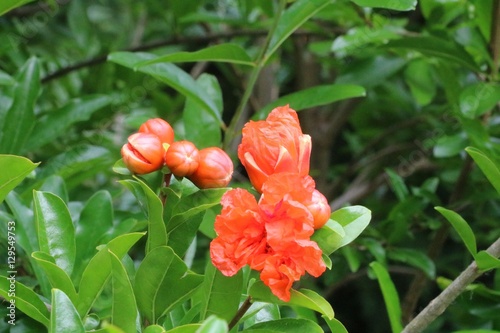 Beautiful wild flower