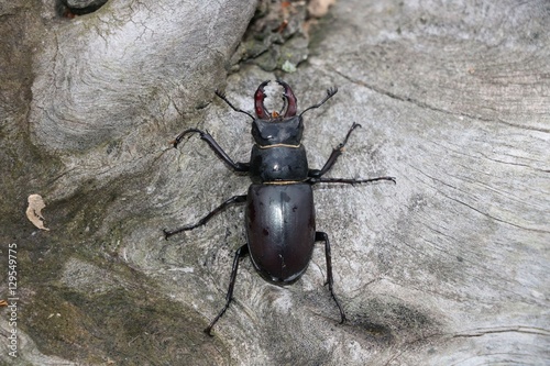 Male stag beetle (Lucanus cervus)
