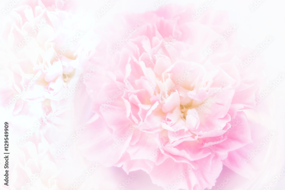 Blur of pink carnation flower for background with color filter