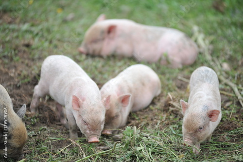 Pig farm. Little piglets © alipko