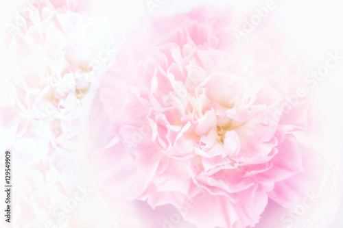 Blur of pink carnation flower for background with color filter