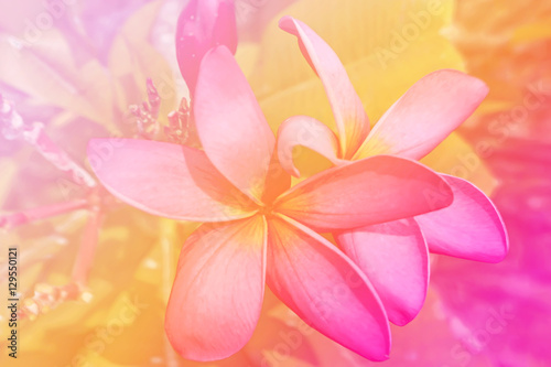 Plumeria flowers made with color filters soft background