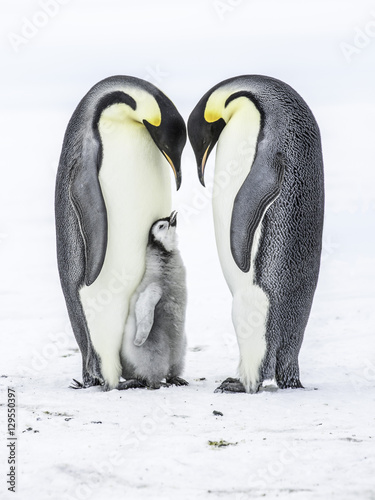 Emperor Penguins on the frozen Weddell Sea in Antarctica