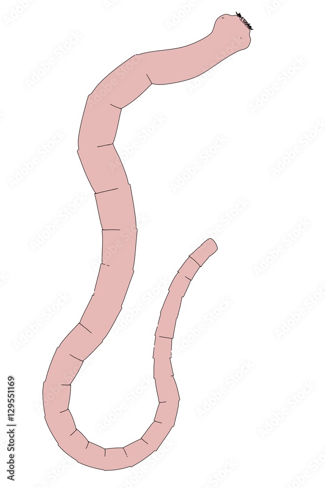 2d cartoon illustration of tapeworm Stock Illustration Adobe Stock