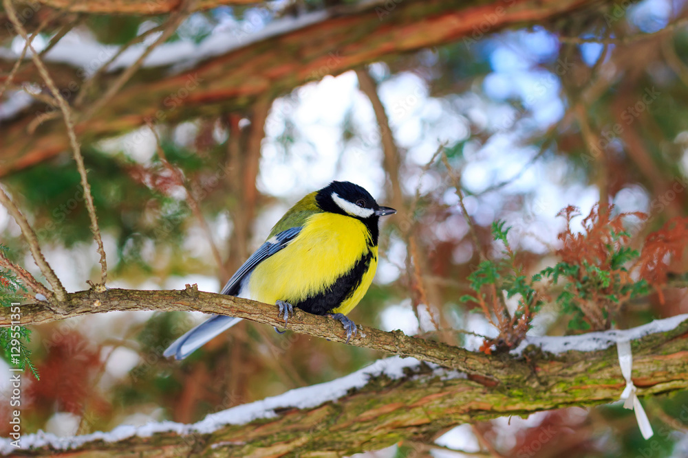 Great tit sits on branch in winter forest. Great tit sits on branch in winter forest.