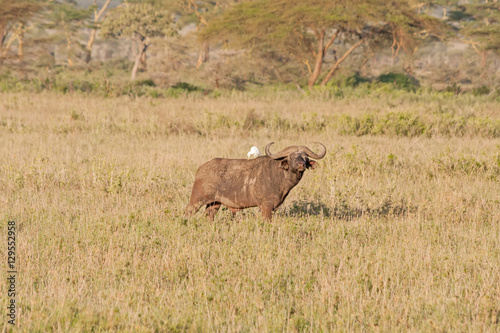 African buffalo  Syncerus caffer  back in profile with Intermediate Egret  Mesophoyx intermedia  siting on his stands on savanna plain. Serengeti National Park  Tanzania  Africa.   