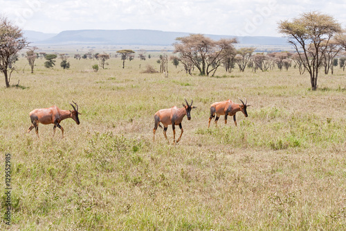 Three adult and one young Topi antelope stand on savanna plain. Serengeti National Park, Great Rift Valley, Tanzania, Africa.  © shujaa_777