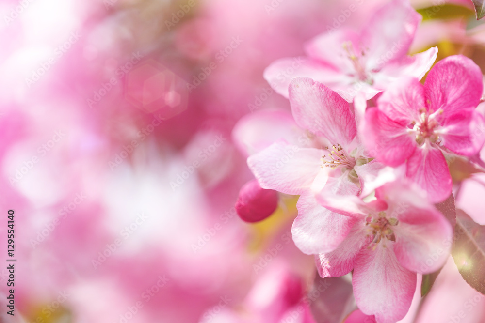 Pink spring flowers