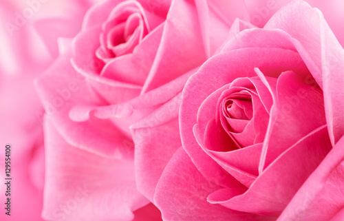 Beautiful pink roses on a soft background