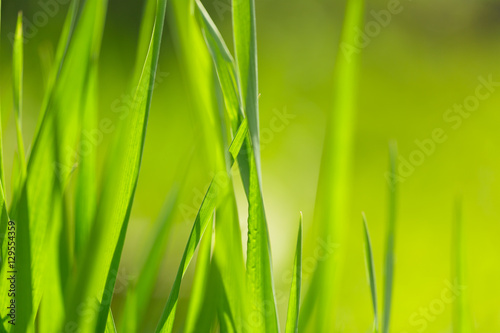 Background with green grass closeup
