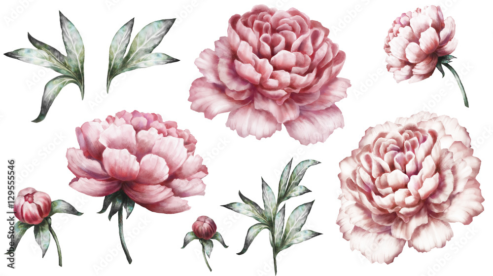 Φωτογραφία Set vintage watercolor elements of pink peonies, collection garden flowers, leaves, illustration isolated on white background
