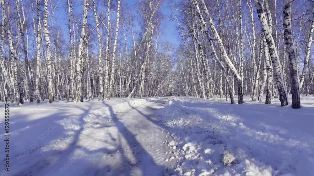 Flying into the wood between the trees strains in winter