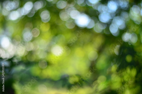 Natural Bokeh,blurred bokeh. 