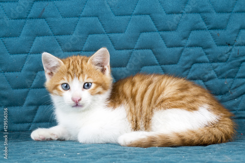 Yavru Kedi