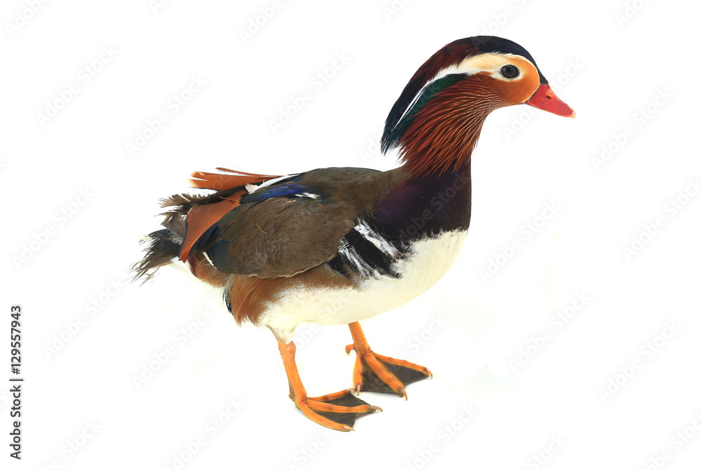 Fototapeta premium mandarin duck