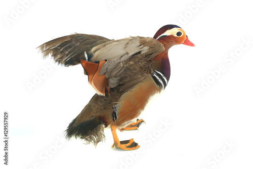 mandarin duck © fotomaster