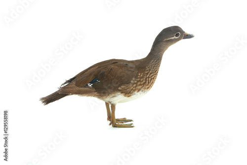 femalie duck