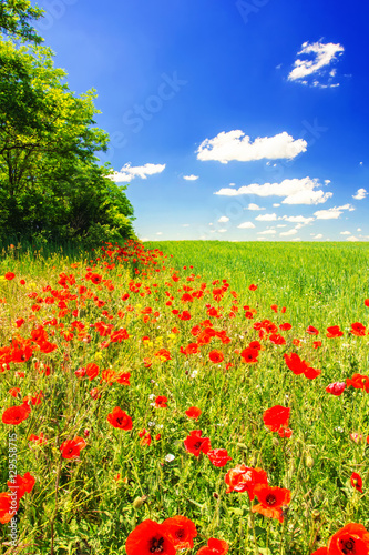 field of poppies and wheat, tree, blue sky and clouds