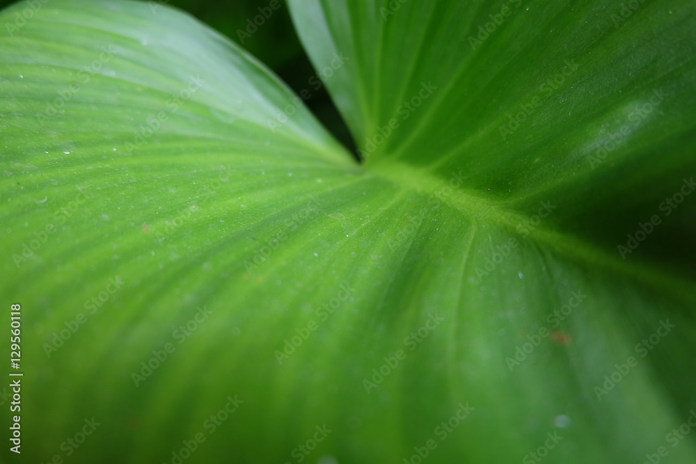 green leaf texture background green leaf texture background