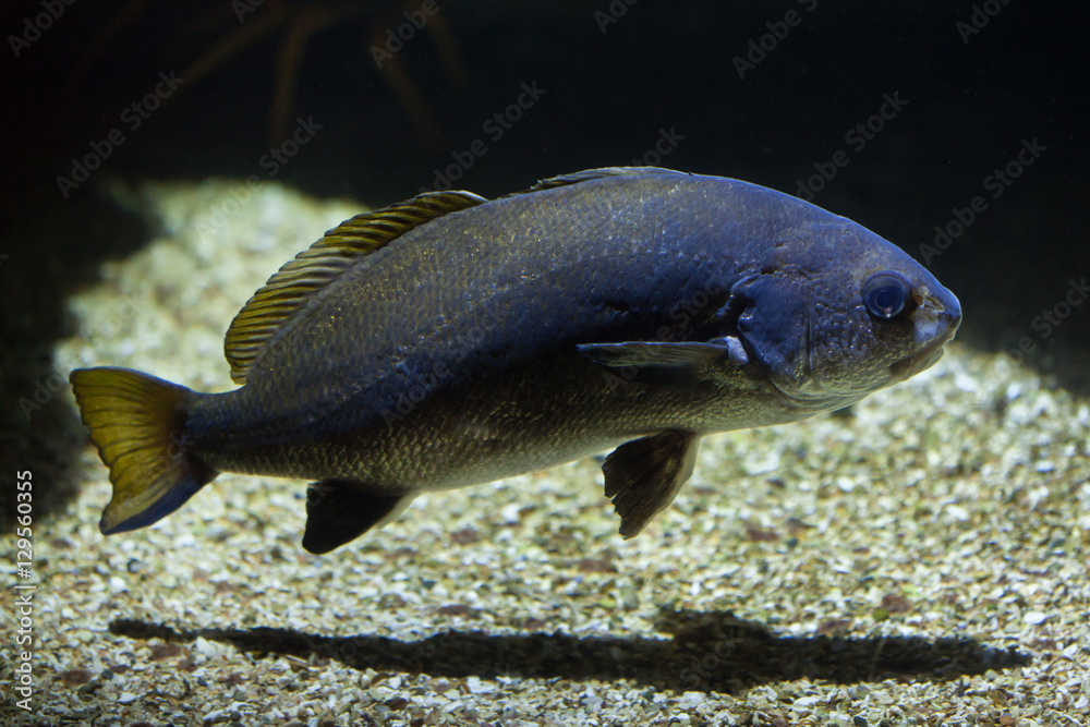 Meagre (Argyrosomus regius) Meagre (Argyrosomus regius)