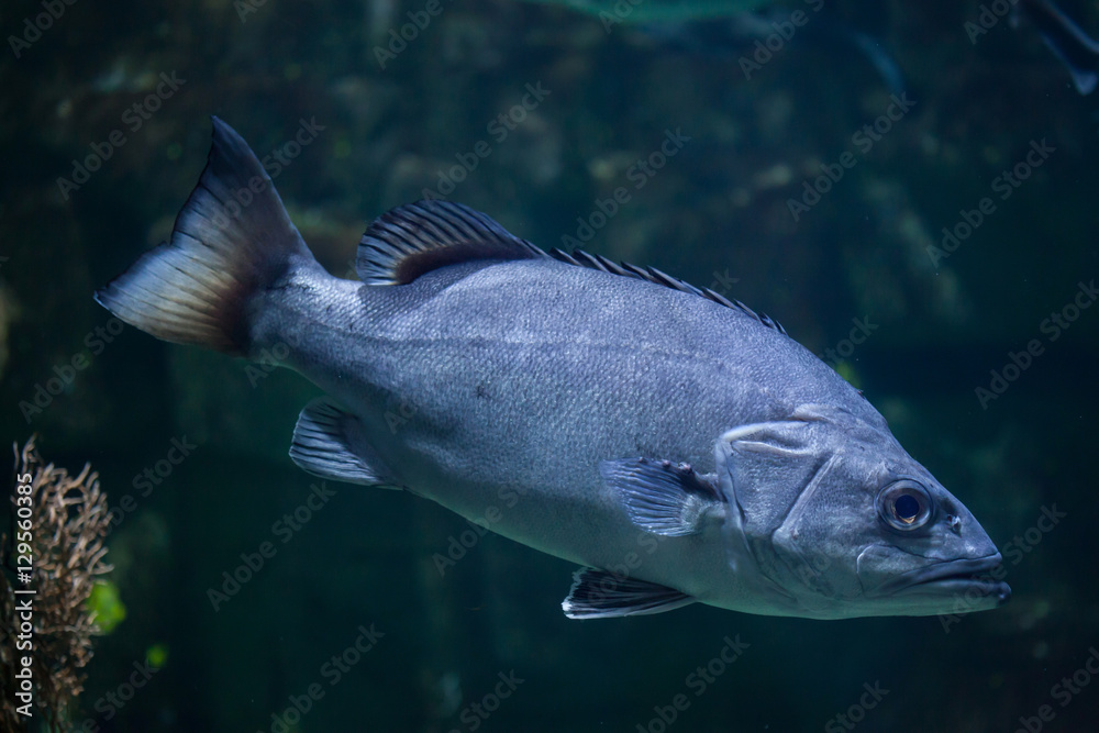 Naklejka premium Atlantic wreckfish (Polyprion americanus).