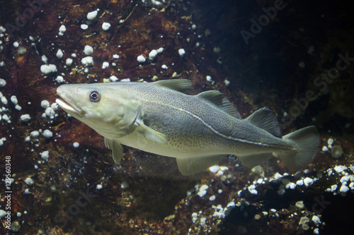 Atlantic cod (Gadus morhua). photo