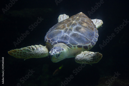 Fototapeta Naklejka Na Ścianę i Meble -  Loggerhead sea turtle (Caretta caretta)