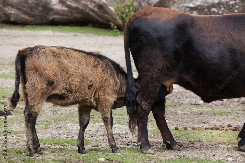 Heck cattle (Bos primigenius taurus) Heck cattle (Bos primigenius taurus)