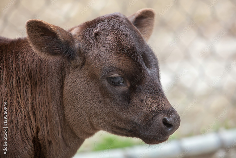 Fototapeta premium Dahomey dwarf cattle (Bos primigenius taurus).