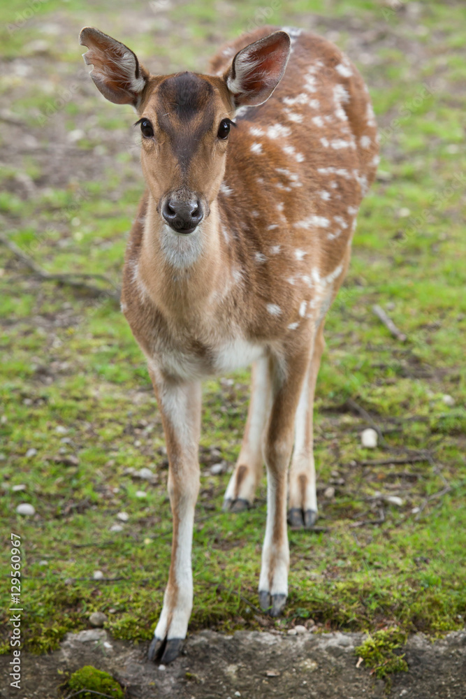 Chital (Axis axis), also known as the spotted deer. Chital (Axis axis), also known as the spotted deer.