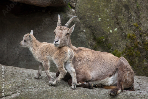Fototapeta Naklejka Na Ścianę i Meble -  Alpine ibex (Capra ibex ibex).