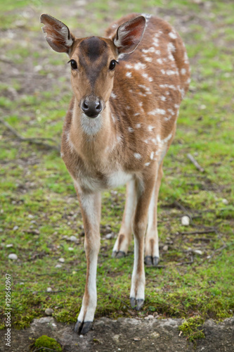 Chital  Axis axis   also known as the spotted deer.