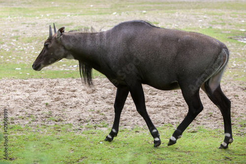 Obraz na płótnie Nilgai (Boselaphus tragocamelus) w salonie