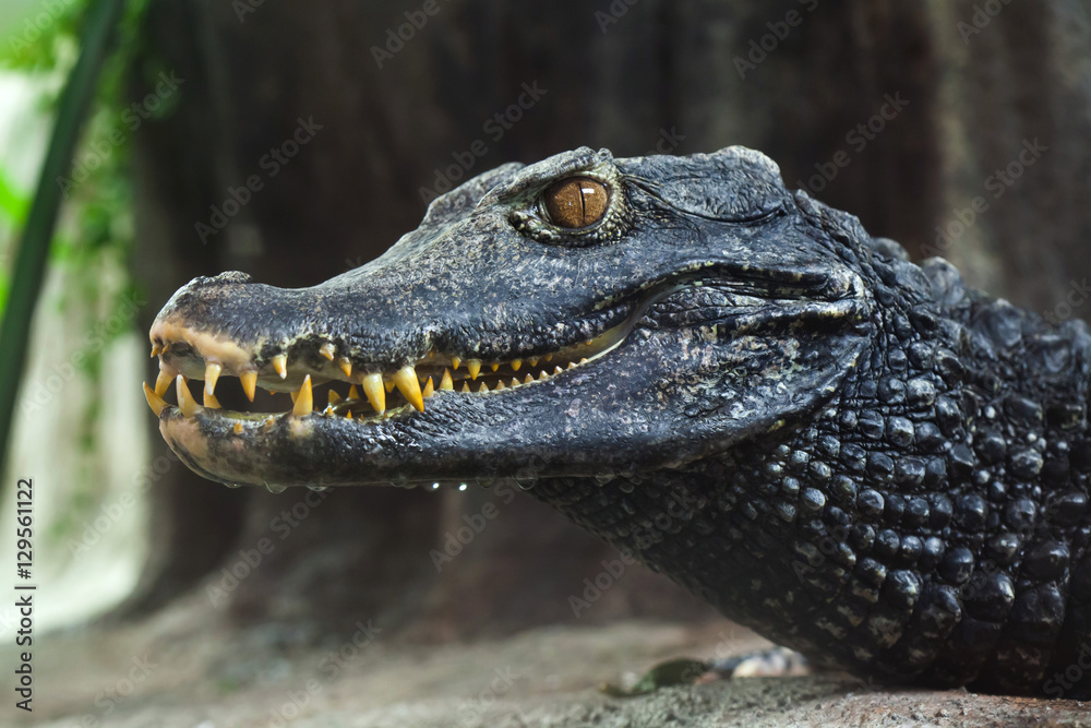 Fototapeta premium Cuvier's dwarf caiman (Paleosuchus palpebrosus)