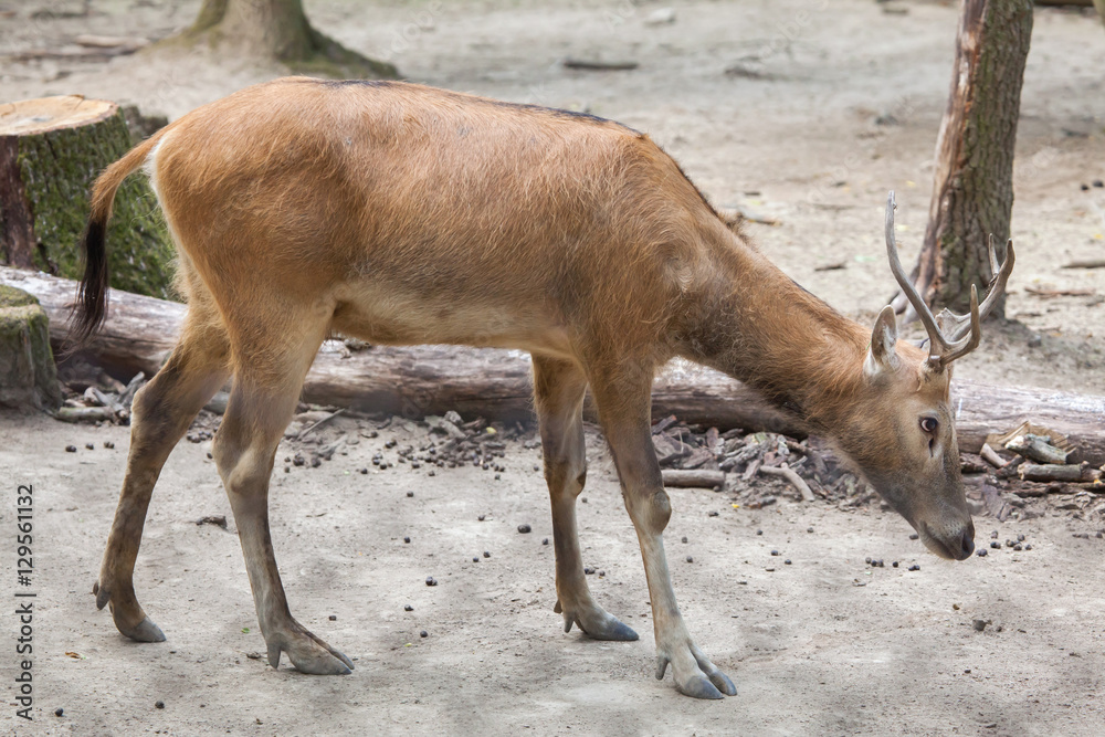 Fototapeta premium Pere David's deer (Elaphurus davidianus)