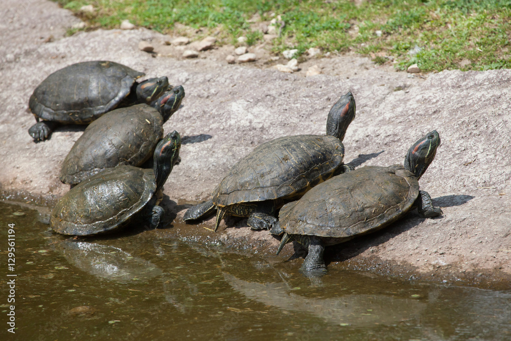 Red-eared slider (Trachemys scripta elegans)