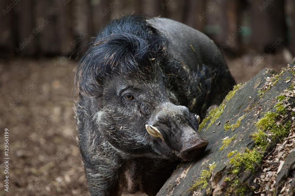 Visayan warty pig (Sus cebifrons). Visayan warty pig (Sus cebifrons).