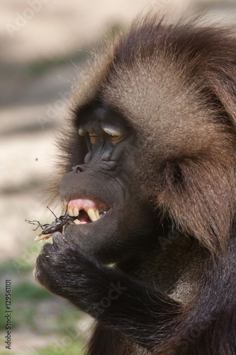 Gelada baboon (Theropithecus gelada) eating the stag beetle photo