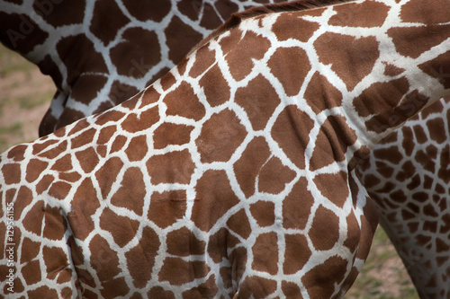 Canvas Print Reticulated giraffe (Giraffa camelopardalis reticulata).