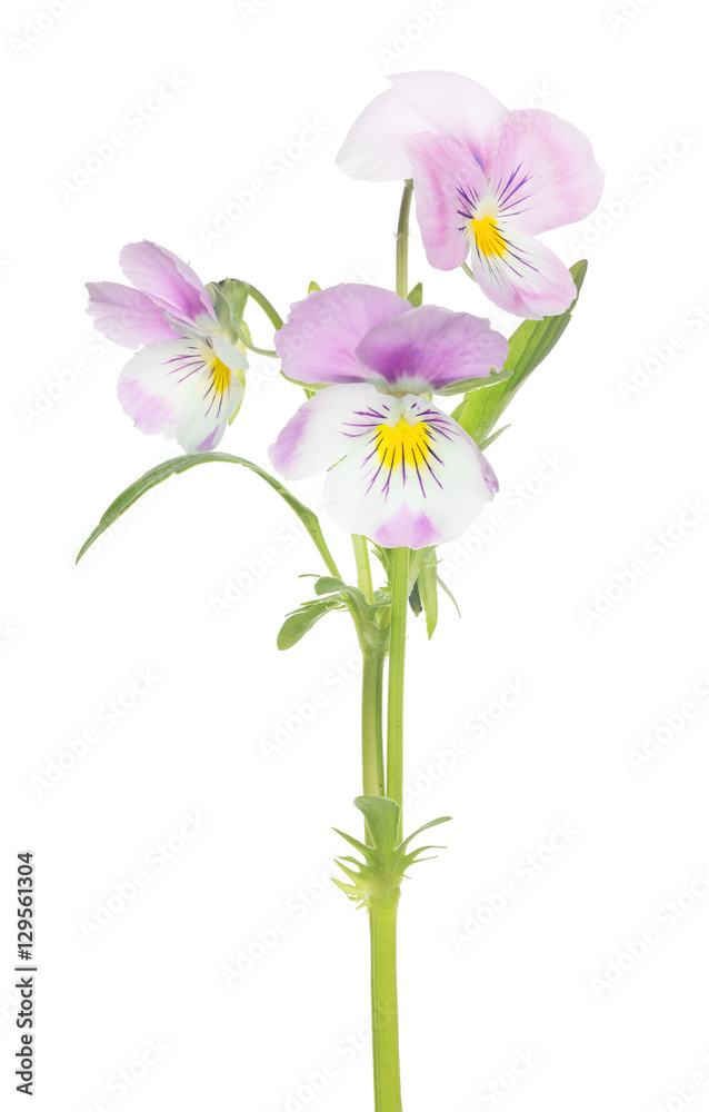 Obraz premium three pansy light pink blooms on stem