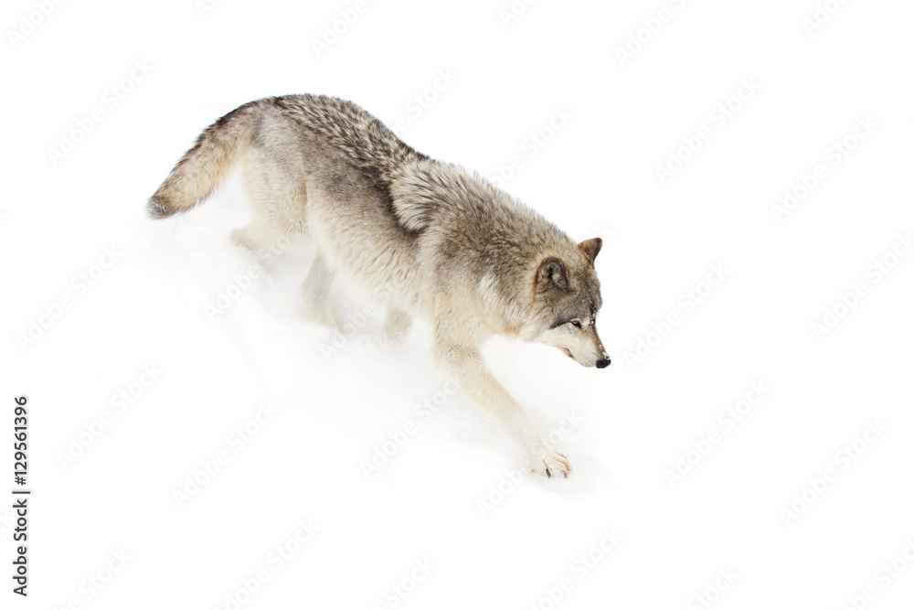 Fototapeta premium Timber wolf or Grey Wolf (Canis lupus) isolated on white background walking in the winter snow in Canada