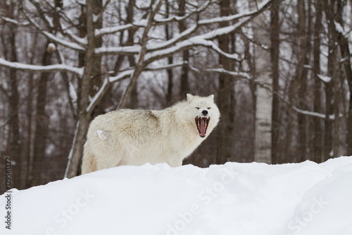 A lone Arctic wolf (Canis lupus arctos) isolated on white background howling in the winter snow in Canada