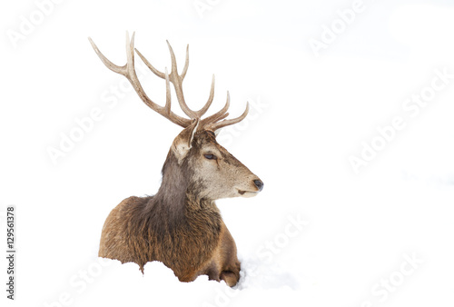 Red deer with large antlers isolated on a white background sitting in the winter snow in Canada © Jim Cumming