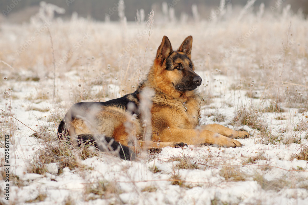 German Shepherds in the snow German Shepherds in the snow