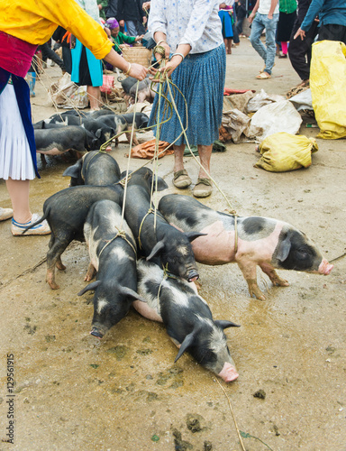 Livestock market/cattle in vietnam