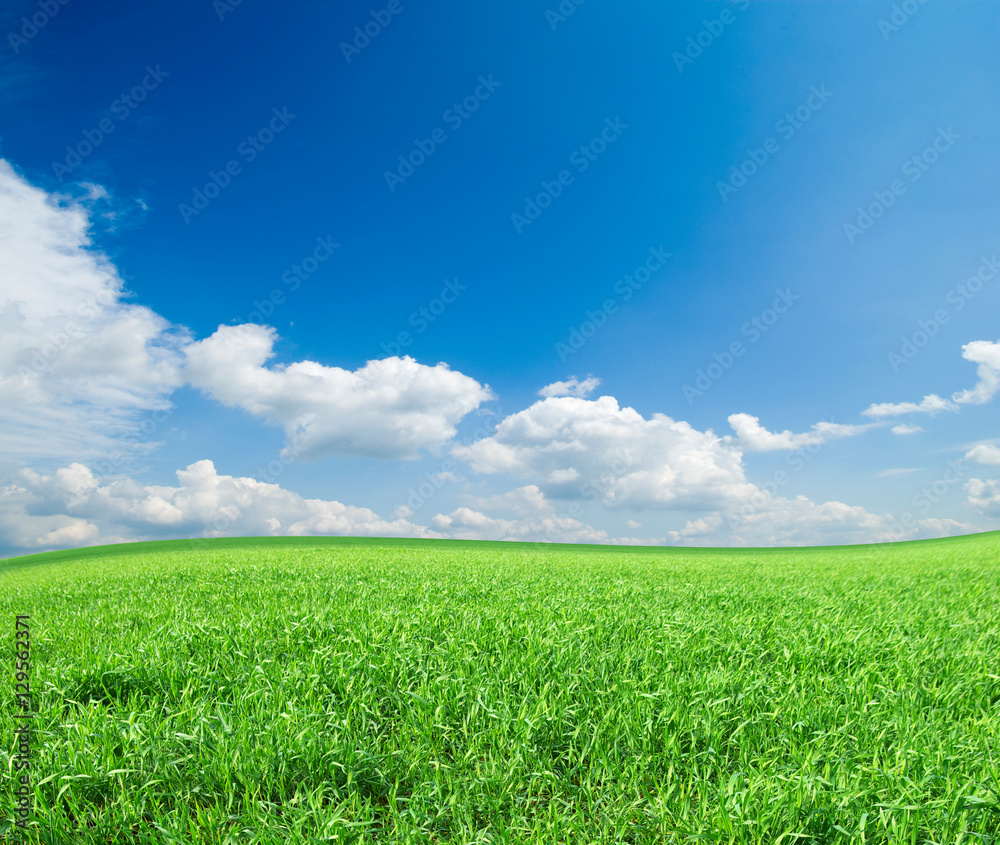 field field