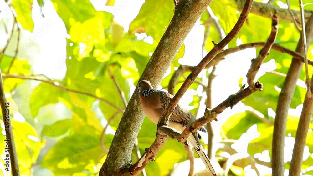 bird and tree branch bird and tree branch